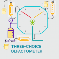 three-way olfactometer for insect bioassay studies